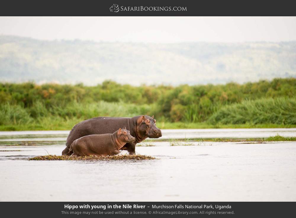 Hippo with young in the Nile River in Murchison Falls National Park, Uganda