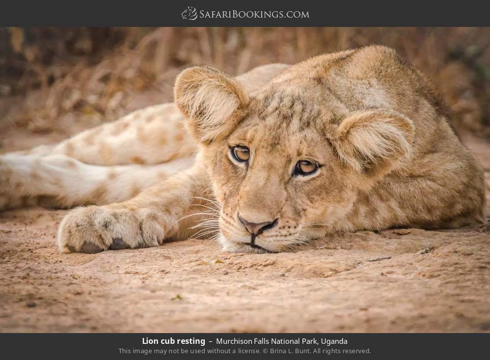 Lion cub resting in Murchison Falls National Park, Uganda