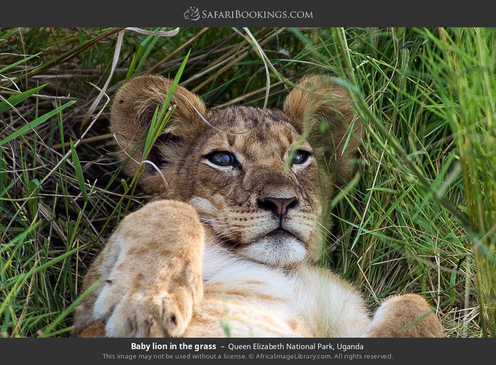 Baby lion in the grass in Queen Elizabeth National Park, Uganda