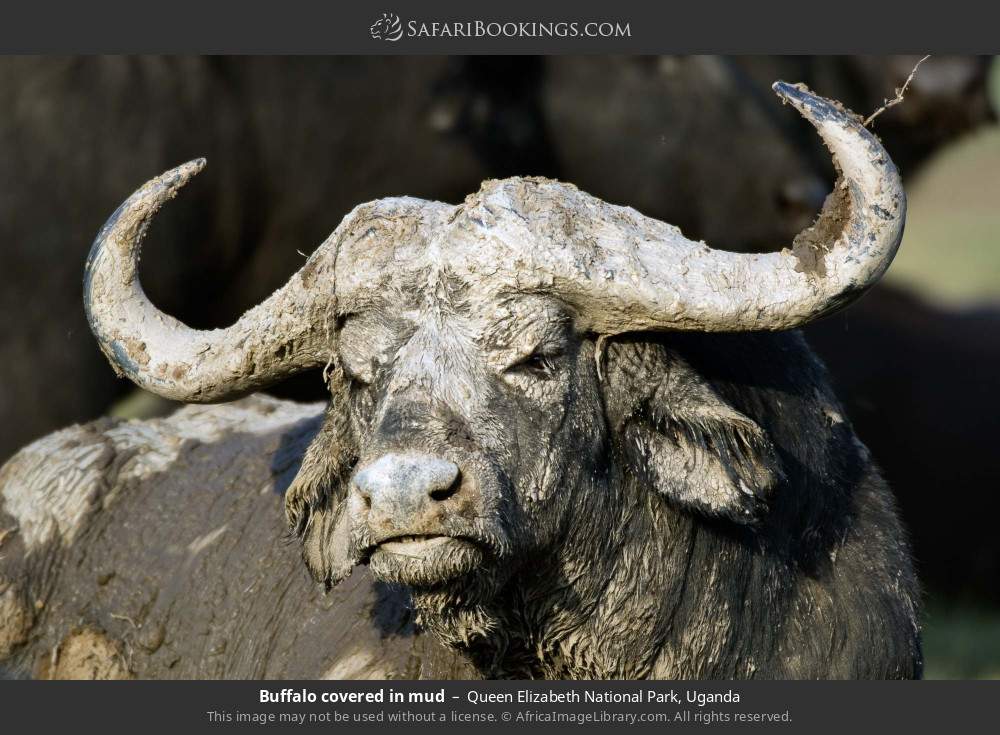 Buffalo covered in mud in Queen Elizabeth National Park, Uganda