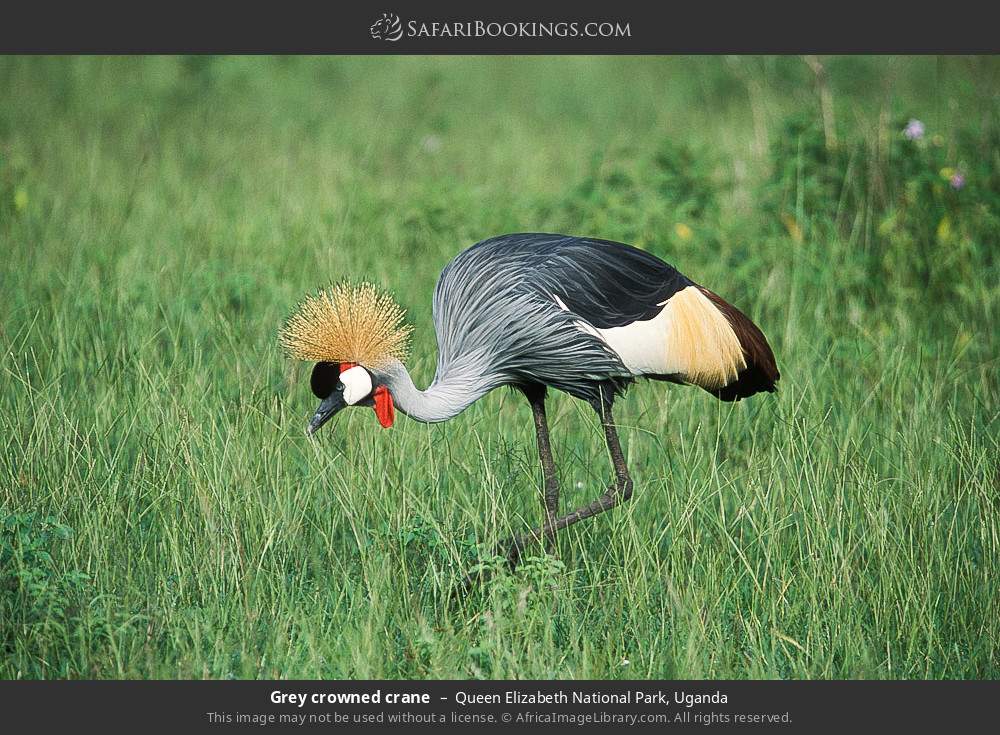 Grey crowned crane in Queen Elizabeth National Park, Uganda