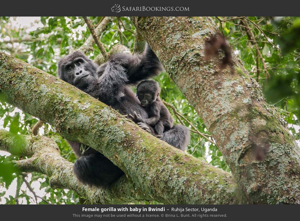 Female gorilla with baby in Bwindi in Ruhija Sector, Uganda