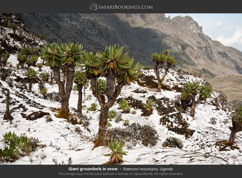 Giant groundsels in snow in the Rwenzori Mountains in Rwenzori Mountains, Uganda