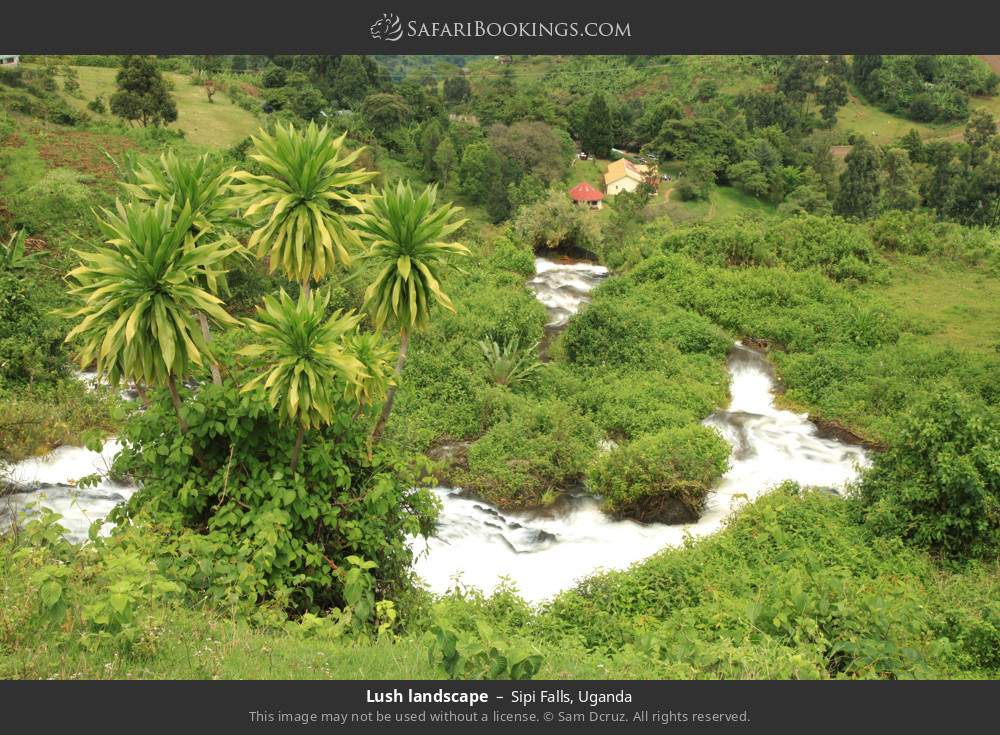 Lush landscape at Sipi Falls in Sipi Falls, Uganda