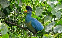 Bigodi Wetland Sanctuary