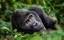 Bwindi Impenetrable National Park