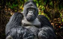 Mgahinga Gorilla National Park