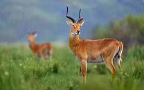 Queen Elizabeth National Park