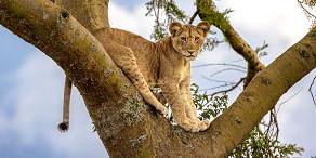 Juvenile tree-climbing lion