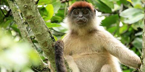 Primates and Wildlife Luxury Adventure
