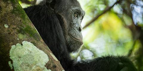 4-Day Uganda Safari with Gorillas and Chimpanzee