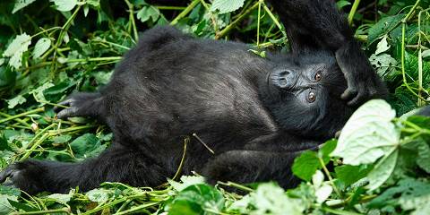 All Pearls of Uganda Safari