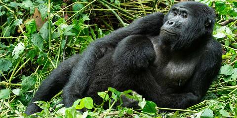 21-Day Gorilla Chimps Trekking Uganda Highlight Tour