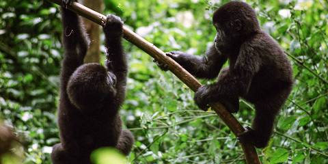 3-Day Akagera Safari, Gorilla in Uganda & Golden Monkeys