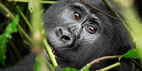 3-Day Gorilla Flying Luxury Safari Uganda