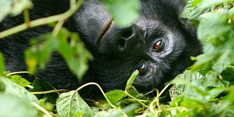 3-Day Into the Heart of Bwindi - Gorilla Safari