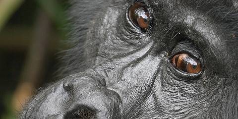 12-Day Gorilla, Chimps and Wildlife Adventure