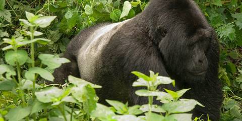 6-Day Uganda Gorillas, Chimps & Wildlife Adventure