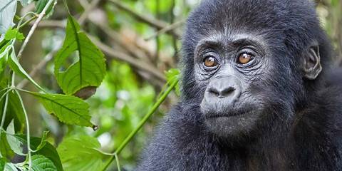 5-Day Gorilla, Chimpanzees and Tree-Climbing Lions