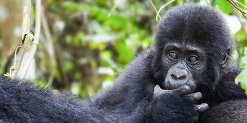 9-Day Best of Uganda Safari Tour