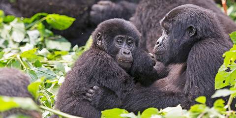 12-Day Uganda Safari with Big Five, Gorillas & Chimps