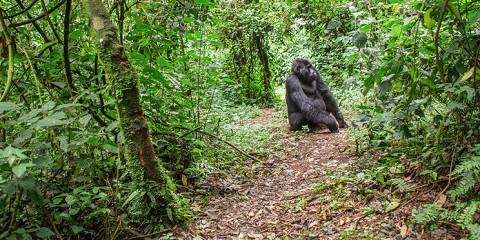 12-Day Explore Uganda and Gorillas Safari