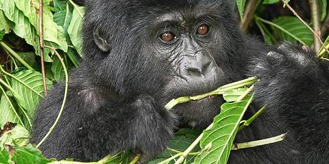 1-Day Gorilla Tracking Mgahinga from Kigali