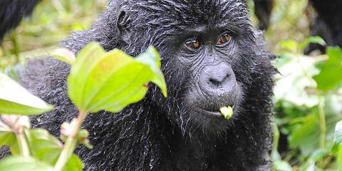 1-Day Uganda Gorilla Trek at Bwindi National Park