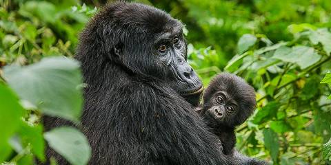 4-Day Gorilla and Golden Monkey Trek Rwanda and Uganda