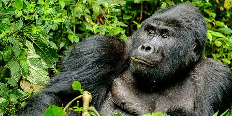 4-Day Gorillas, Wildlife and Chimp Trekking at Kalinzu