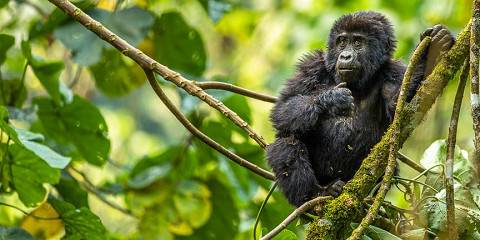 7-Day Active Uganda