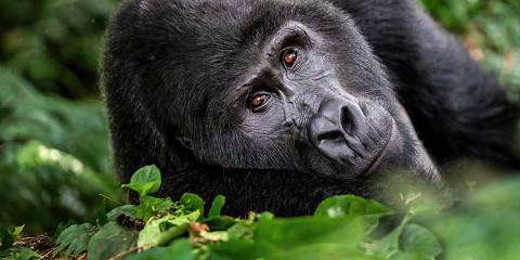 7-Day Uganda Gorilla Trekking and Big Five Exploration