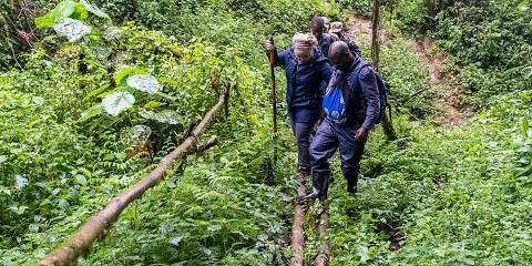 5-Day Bwindi NP and Queen Elizabeth National Park