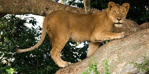 2-Day Big 5 Safari, Ziwa Rhino & Murchison Falls-Budget