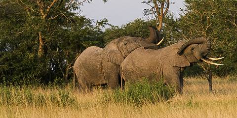 6-Day Uganda Ultimate Wildlife Safari Experience