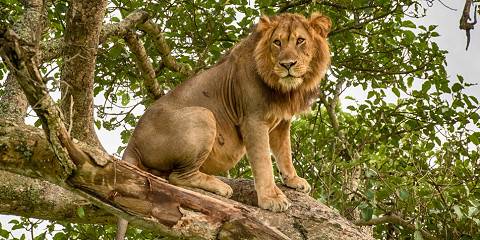 11-Day Discover Uganda Big 5 Safari and Gorilla Trekking