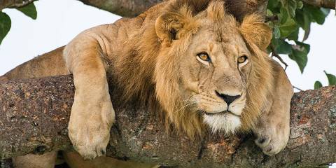 8-Day Explore Uganda's Big Cats with Primates Expedition