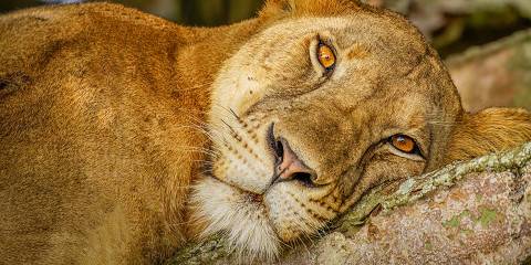 9-Day Murchison, Kibale, Queen, Bwindi & Mburo Lake Tour