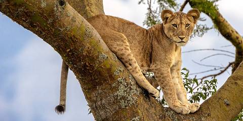 10-Day Uganda Ultimate Luxury Safari