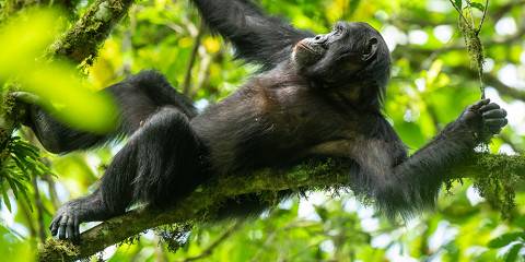 3-Day Luxury Safari in Queen Elizabeth National Park