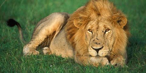 3-Day Murchison Falls & Rhino Tracking Safari