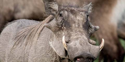 Rwanda to Uganda Gorillas, Wildlife and Chimp Trek