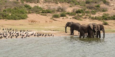 10-Day Best of Uganda Wildlife and Gorilla Experience