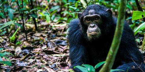 11-Day Primates of the Great Rift Valley Safari, Uganda