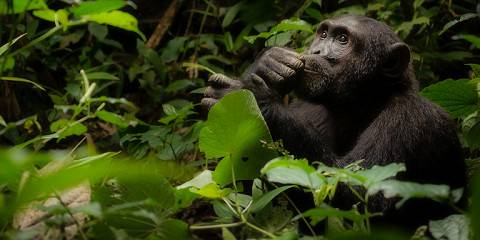 5-Day Wiledrness and Primates Uganda Safari