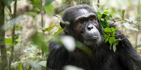 7-Day Budget Chimpanzees, Gorillas & Wildlife Safari