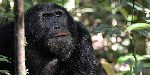 Serengeti Safari & Chimpanzee Trekking