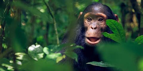 1-Day Ngamba Island Chimpanzee Tour