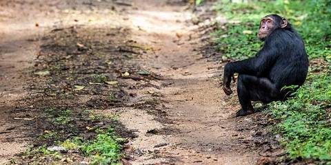 6-Day Murchison, Kabwoya Wildlife and Kibale Safari