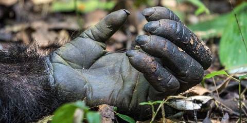 Rwanda Uganda Safari Extreme Adventure